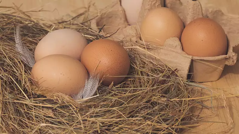 Wachteleier bei Hühnereiallergie